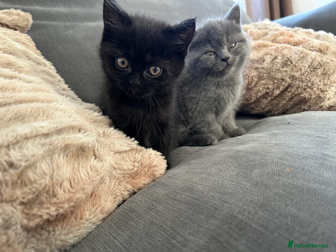 British Shorthair cats for sale: 2 female british shorthair kittens ready to go  - Advert 4