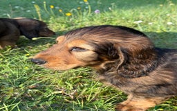 Dachshund dogs for sale: Black and Tan Dog - KC Registered Long-Haired Dachshund Puppies - Image 10