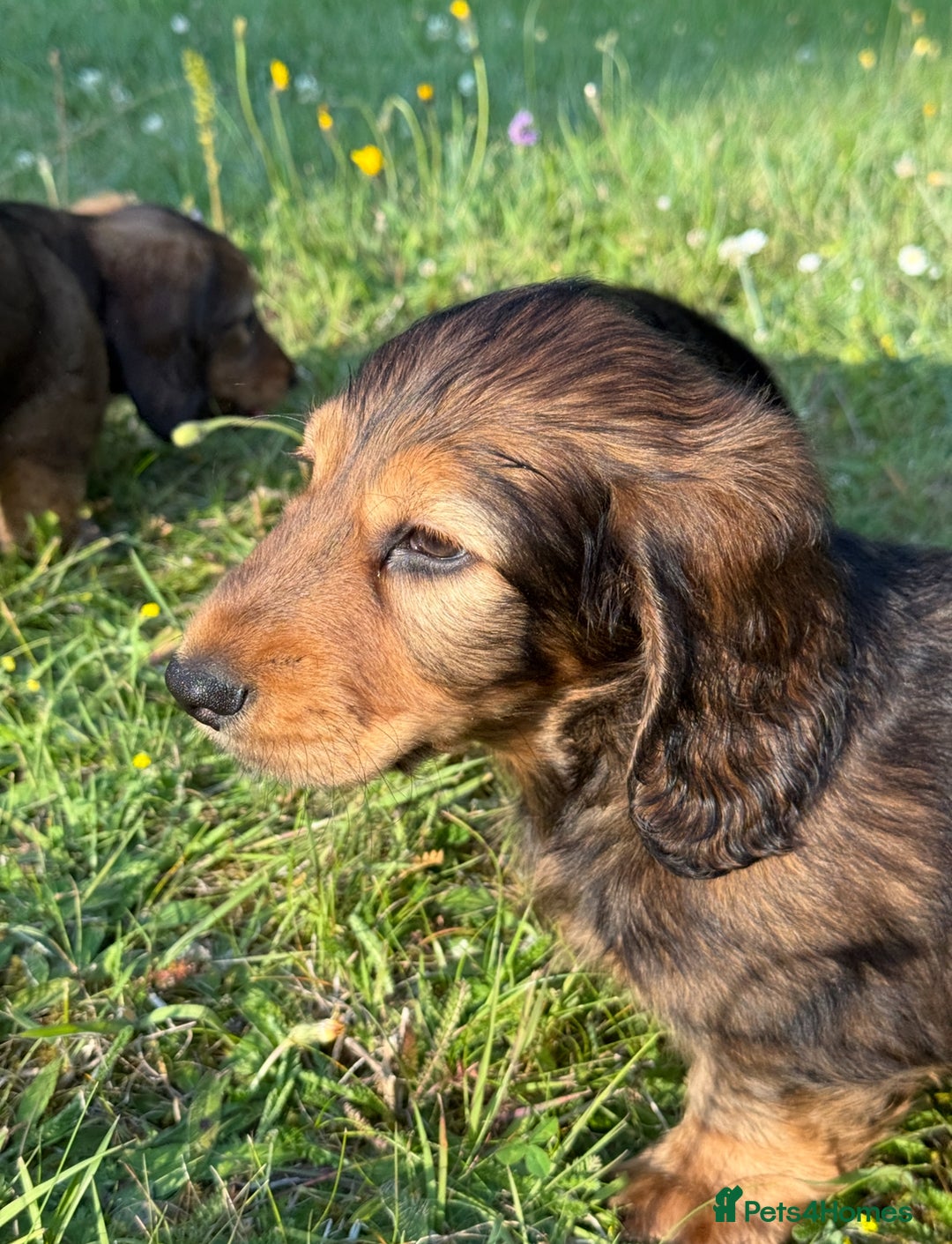 Dachshund dogs for sale: Black and Tan Dog - KC Registered Long-Haired Dachshund Puppies - Image 10