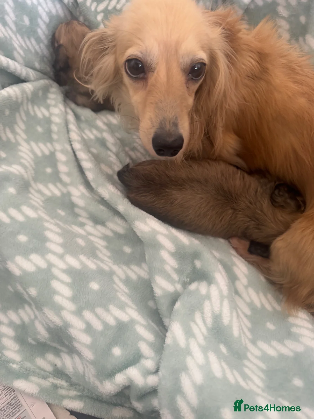 Miniature Dachshund dogs for sale: Gorgeous cream mini long haired boys  - Advert 10