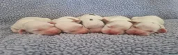 Cocker Spaniel dogs for sale: Cocker Spaniel Puppies - Advert 9