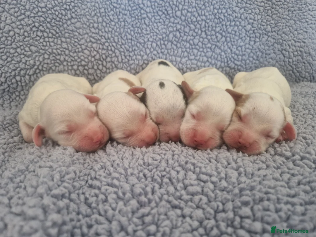 Cocker Spaniel dogs for sale: Cocker Spaniel Puppies - Advert 9