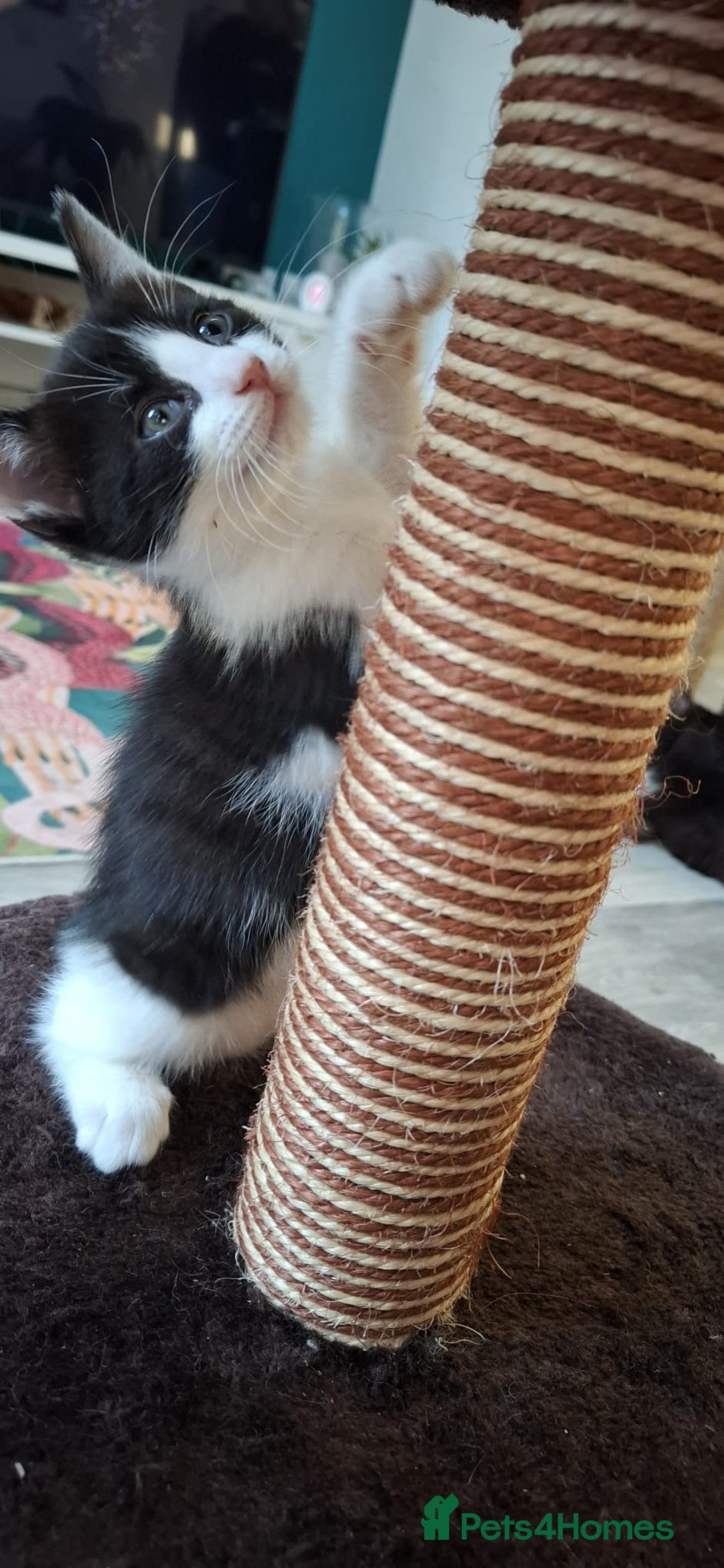 Ragdoll cats for sale: 3 Male Kittens Ragdoll X Turkish Angora  - Image 9