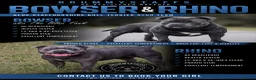 Staffordshire Bull Terrier dogs for stud: BOWSER NOW AVAILABLE FOR STUD  - Advert 2