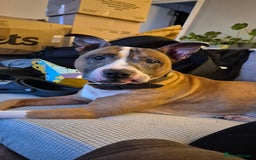 Staffordshire Bull Terrier dogs for sale: Rehoming - Image 1