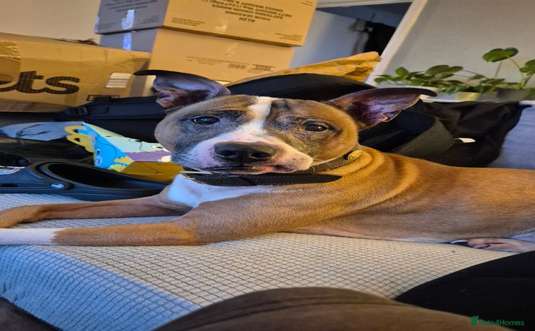 Staffordshire Bull Terrier dogs - Advert 3