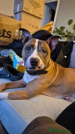 Staffordshire Bull Terrier dogs - Advert 3