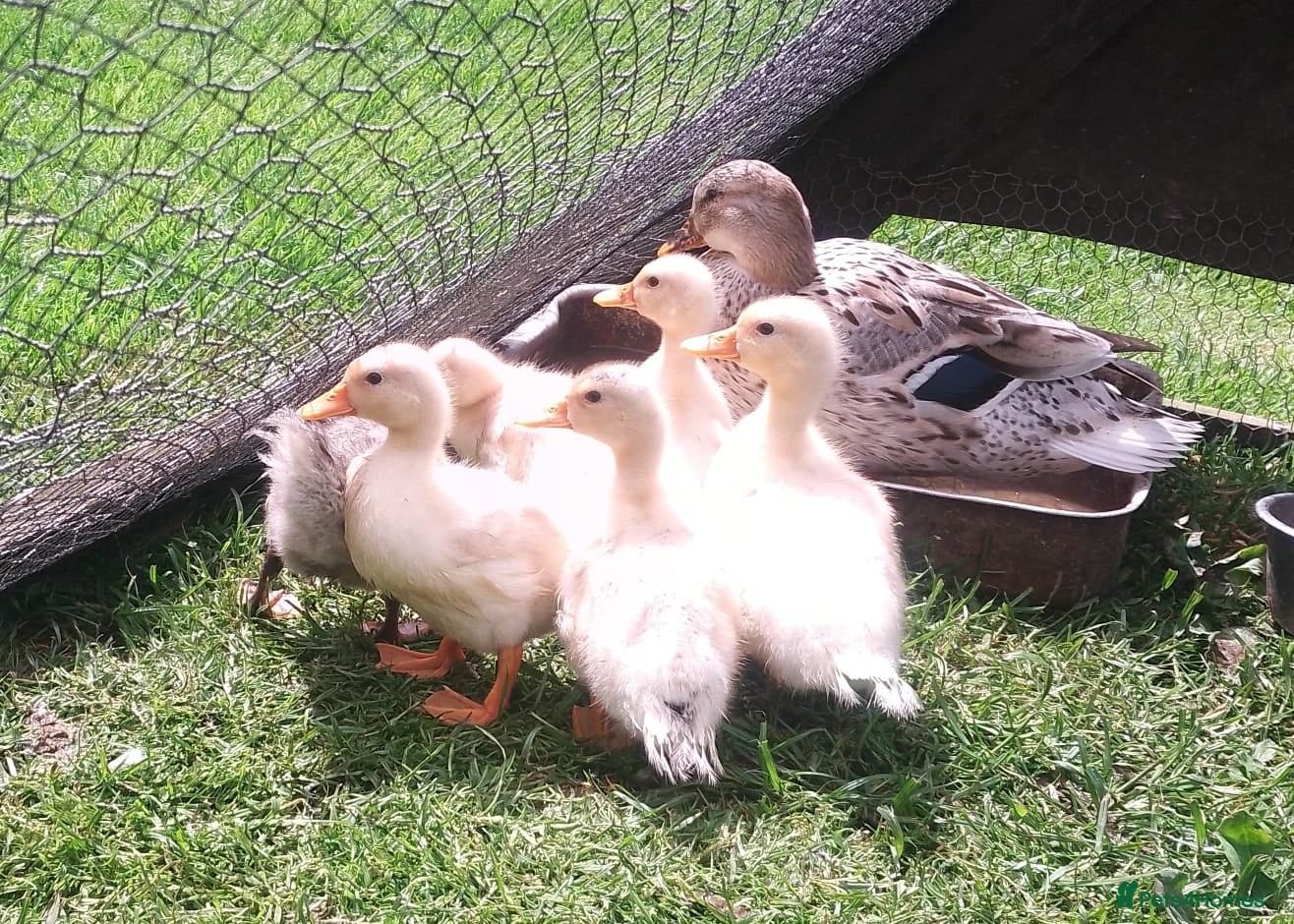Ducks poultry Beautiful callXminiature silverappleyard ducklings - Advert 3