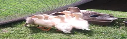 Ducks poultry for sale: Beautiful callXminiature silverappleyard ducklings - Advert 1