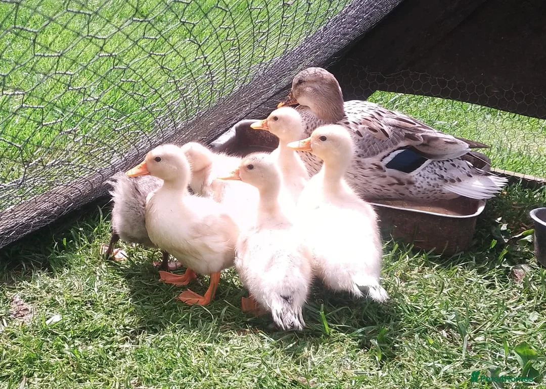 Ducks poultry for sale: Beautiful callXminiature silverappleyard ducklings - Advert 1
