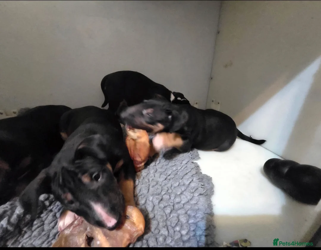 English Bull Terrier dogs for sale: 4 BEAUTIFUL ENGLISH BULLS - Advert 2