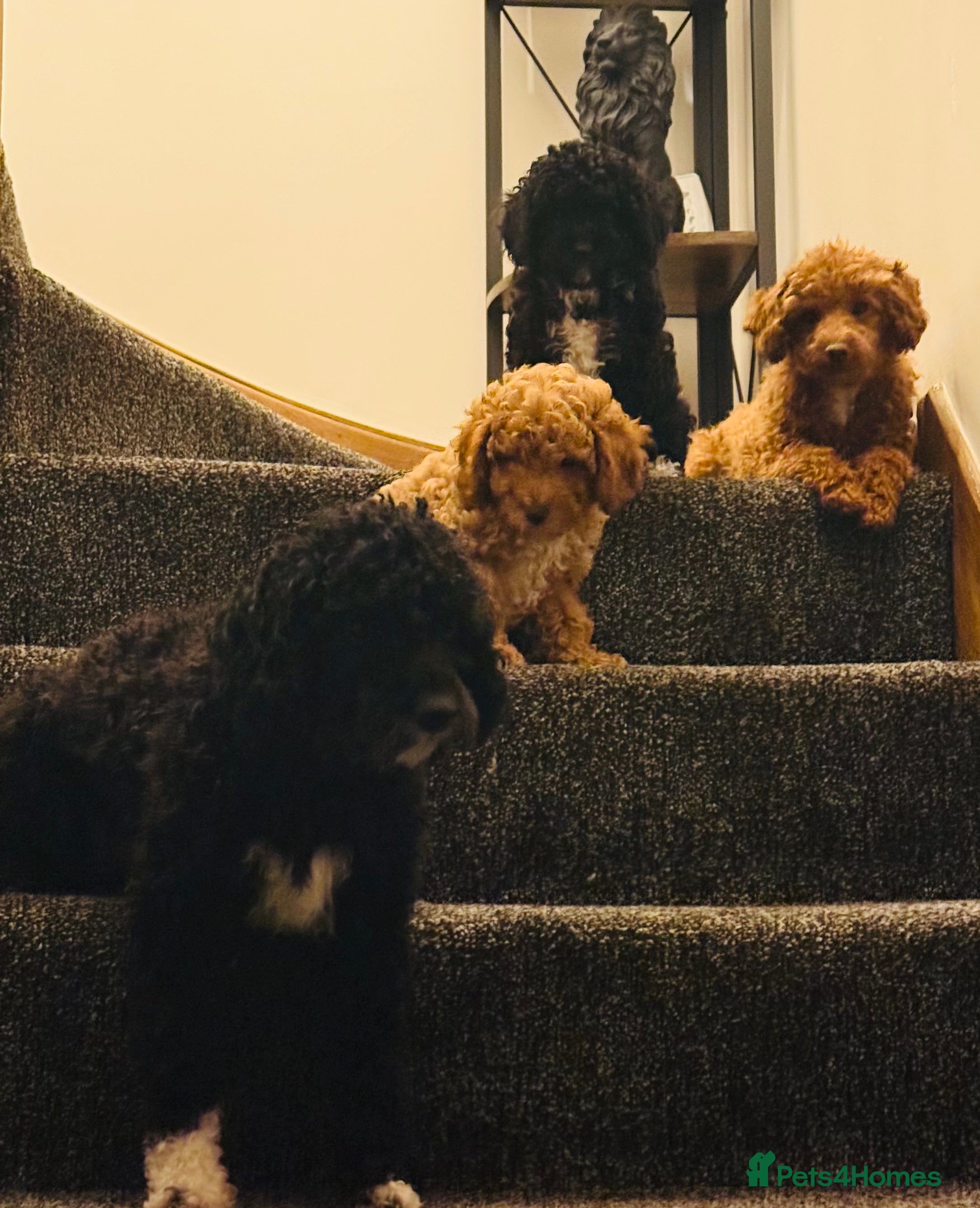 Cavapoo dogs  Cavapoo puppies  - Advert 5