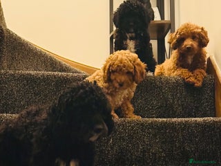 Cavapoo dogs Cavapoo puppies - Advert 4