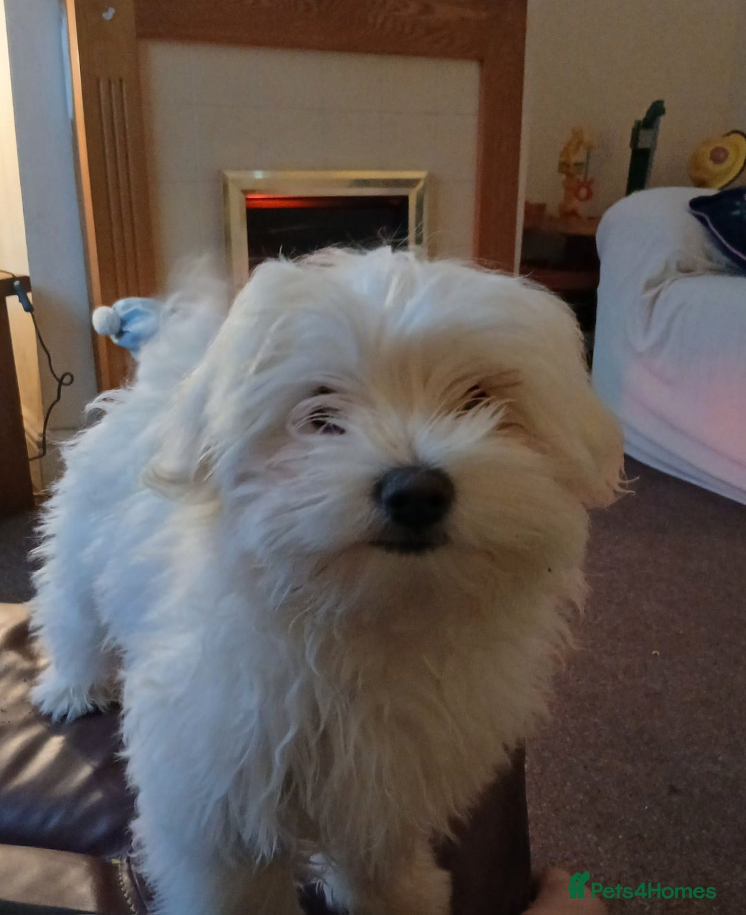 Maltese dogs for sale: Toby the maltese - Advert 1
