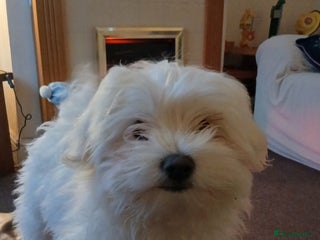 Maltese dogs Toby the maltese - Advert 4