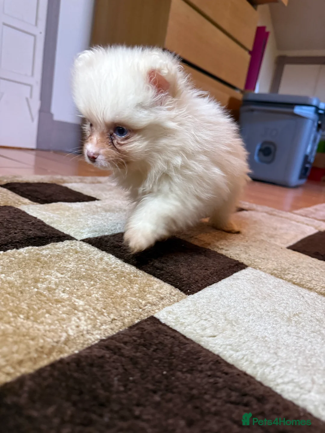 Pomeranian dogs for sale: 🐾 Adorable Merle Pomeranian Puppies for Sale 🐾 - Advert 12