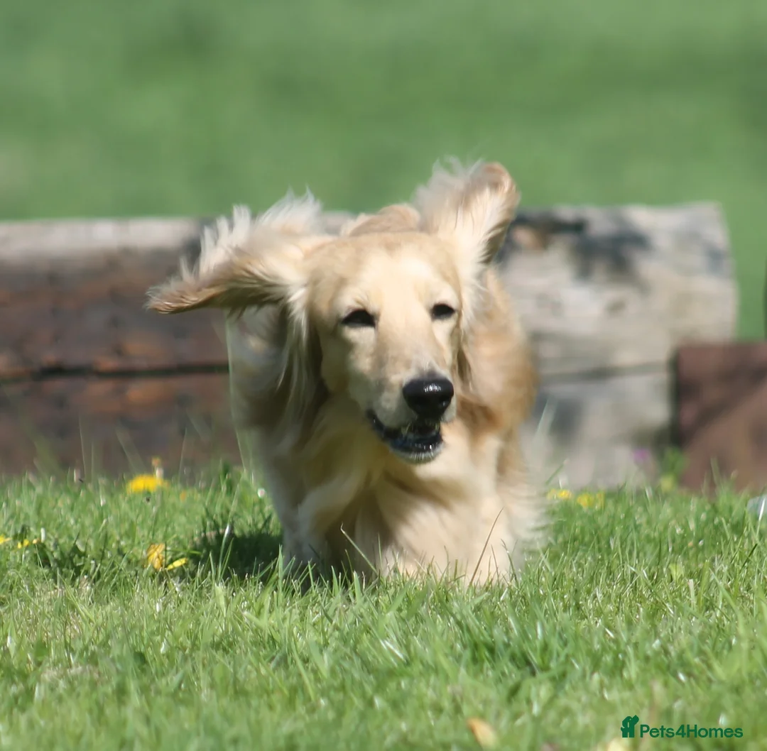 Miniature Dachshund dogs for stud:  Cream i/i long haired Miniature Dachshund  in Newton Abbot - Advert 21