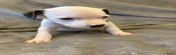 Mixed Breed dogs for sale: Staffy X puppies  - Advert 8