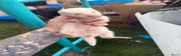 Ferret rodents for sale: Stunning Ferret. Kits  - Advert 11
