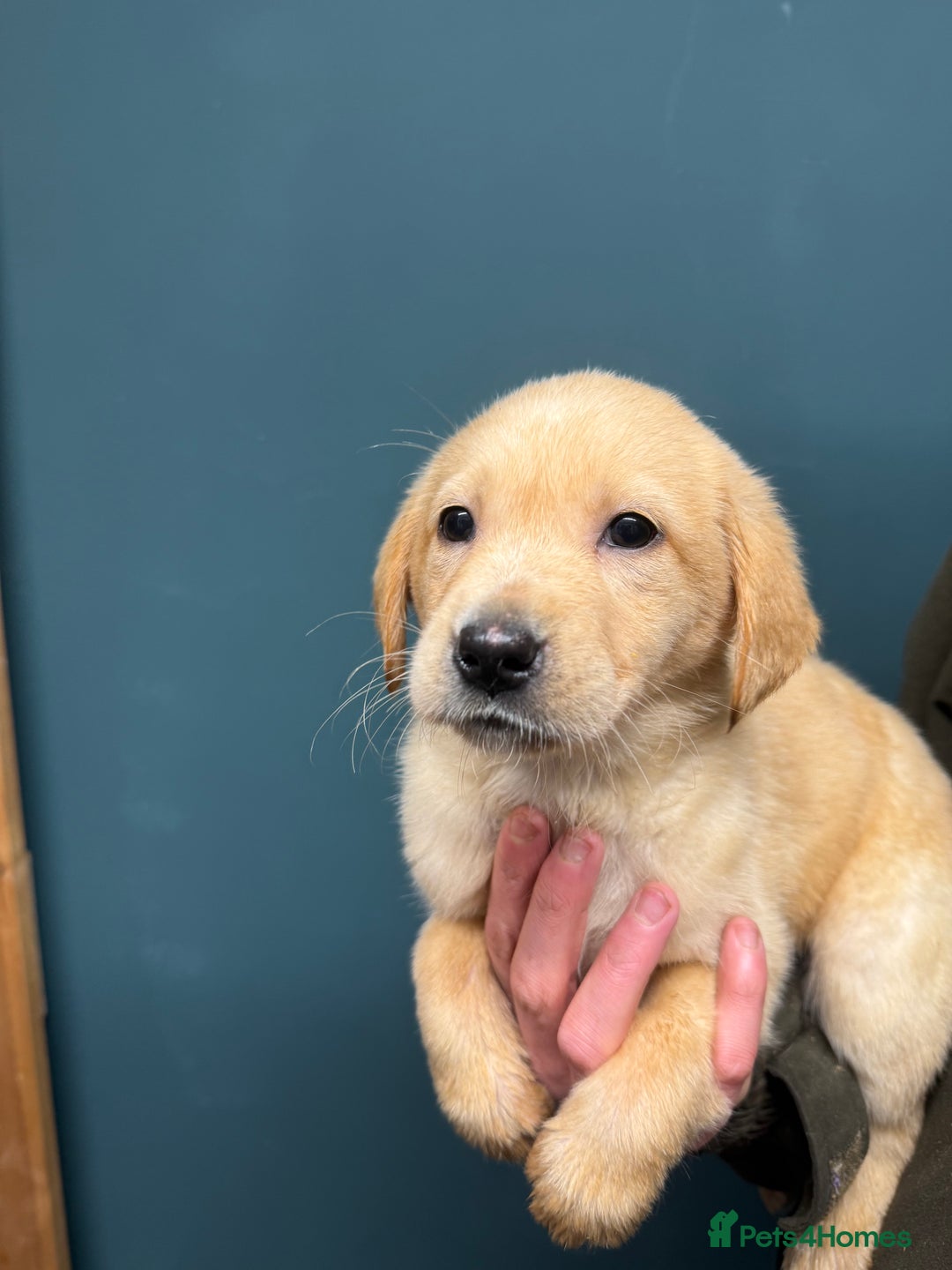 Labrador Retriever dogs for sale: 🧡Fabulous Vaccinated Chunky Labrador Puppies - Advert 3