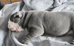 English Bulldog dogs for sale: Winnies babies - Image 13