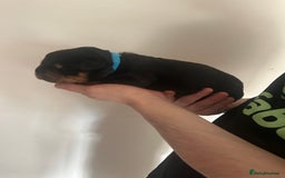 Rottweiler dogs for sale: Rottweiler puppies  - Image 7