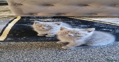 British Shorthair cats - Advert 14