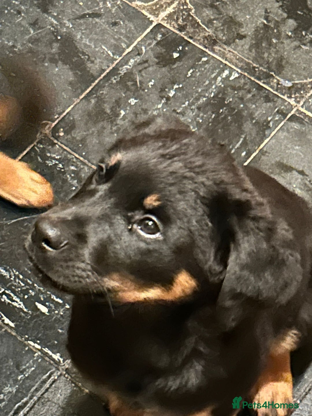 Mixed Breed dogs for sale: Rottweiler x Akita  mastiff pups - Advert 13