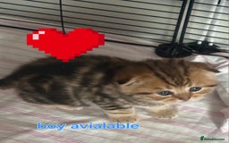 Scottish Fold cats for sale: 🤩💖LAST BOY kittens with rare colouring🥰 - Advert 7