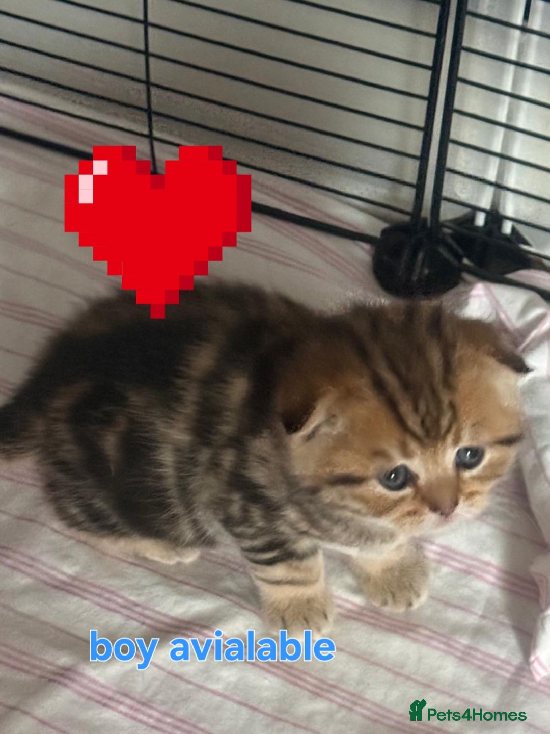 Scottish Fold cats for sale: 🤩💖LAST BOY kittens with rare colouring🥰 - Advert 7
