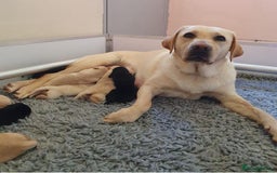 Labrador Retriever dogs for sale: KC reg Lab pups - Image 7