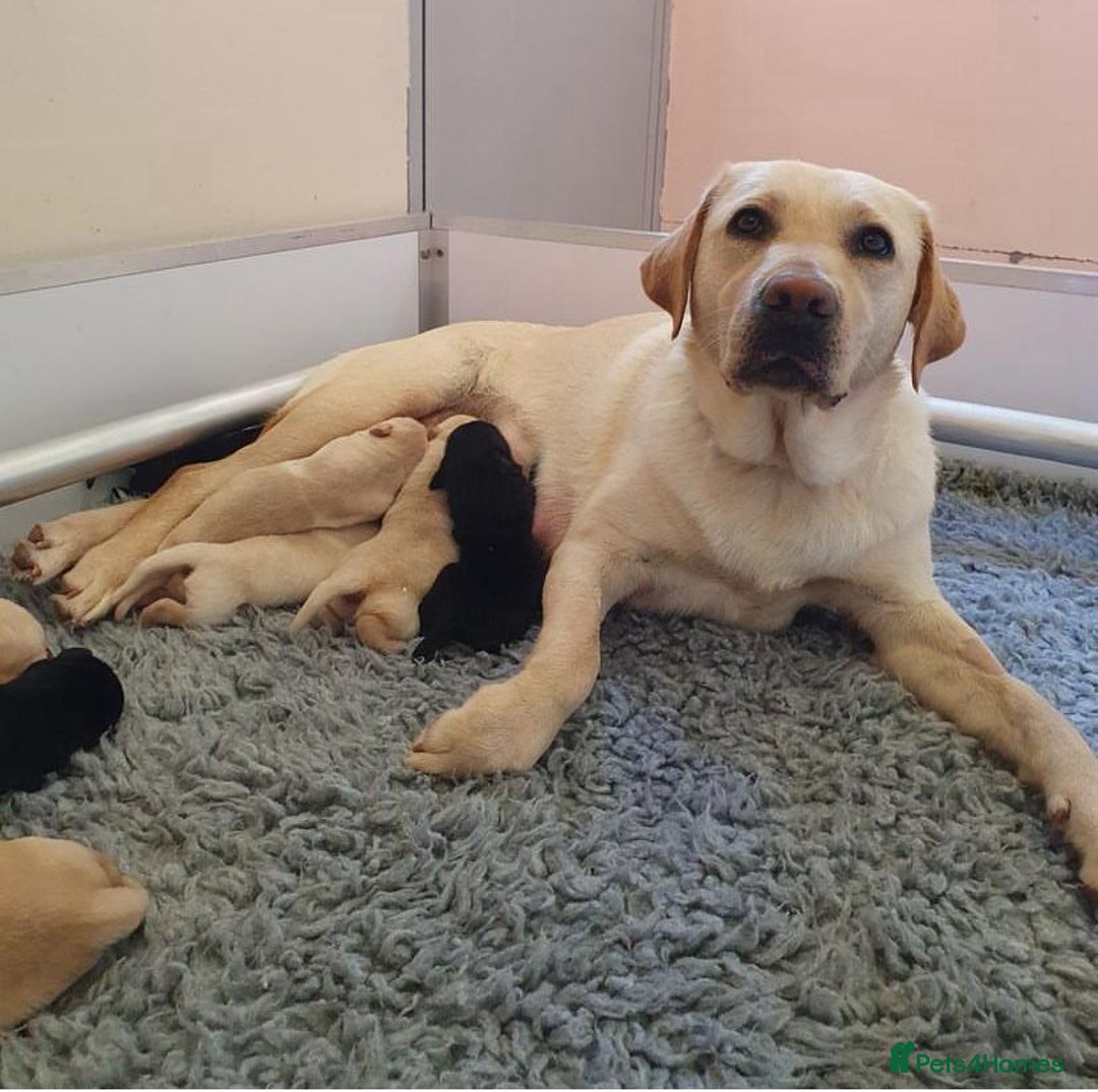 Labrador Retriever dogs for sale: KC reg Lab pups - Image 7