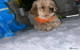 Maltipoo dogs for sale: Maltipoo - Image 8