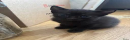 Mixed Breed cats for sale: 5 Stunning Kittens - Advert 10