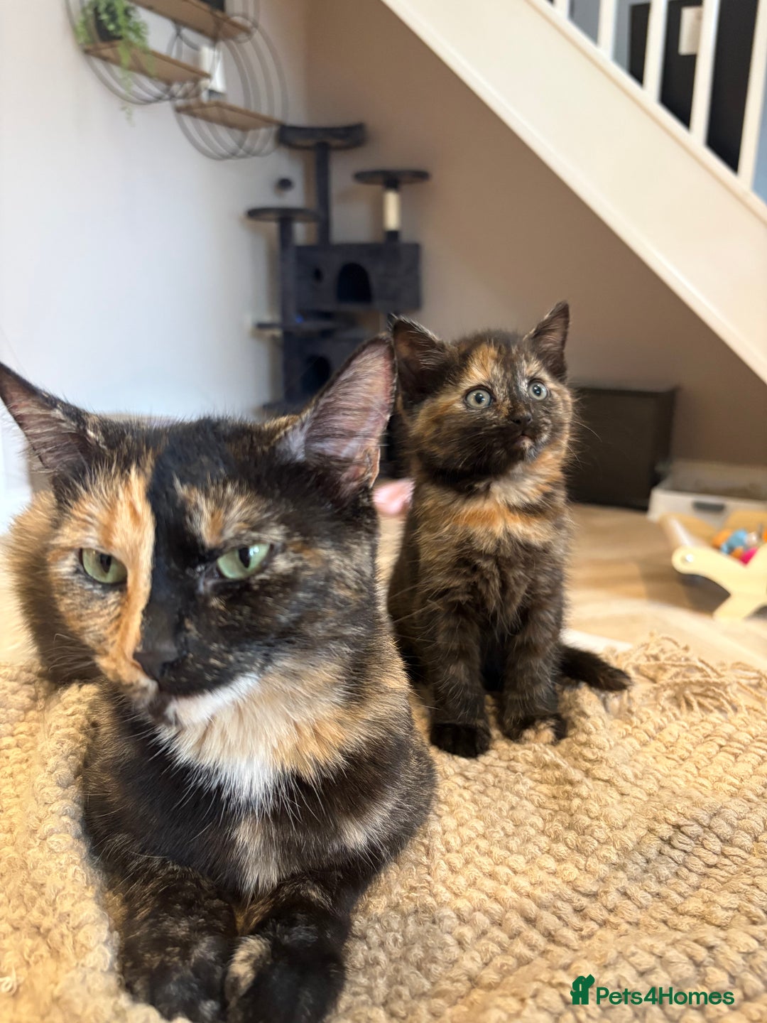 Mixed Breed cats for sale: Beautiful kittens for sale one boy one girl  - Image 9