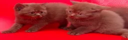British Shorthair cats for sale: Chocolate/Cinnamon British Shorthair  - Advert 6