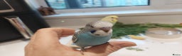 Budgerigars birds for sale: Tame Baby Budgies - Advert 7