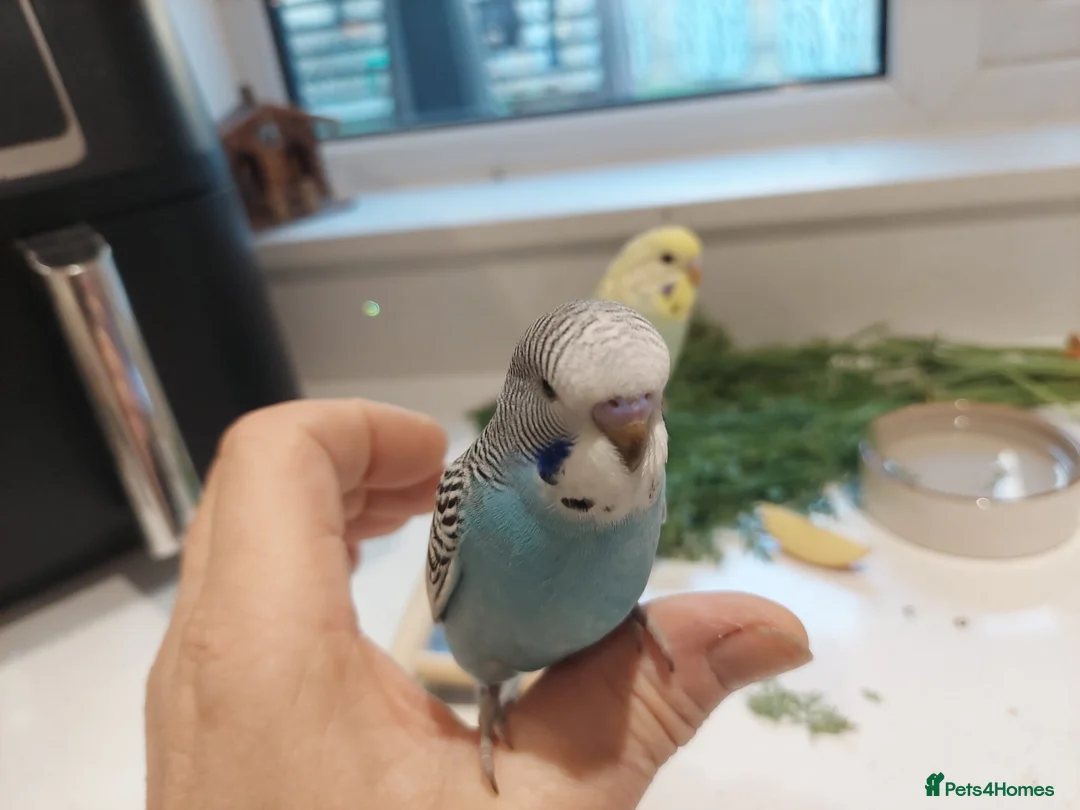 Budgerigars birds for sale: Tame Baby Budgies SOLD - Advert 7
