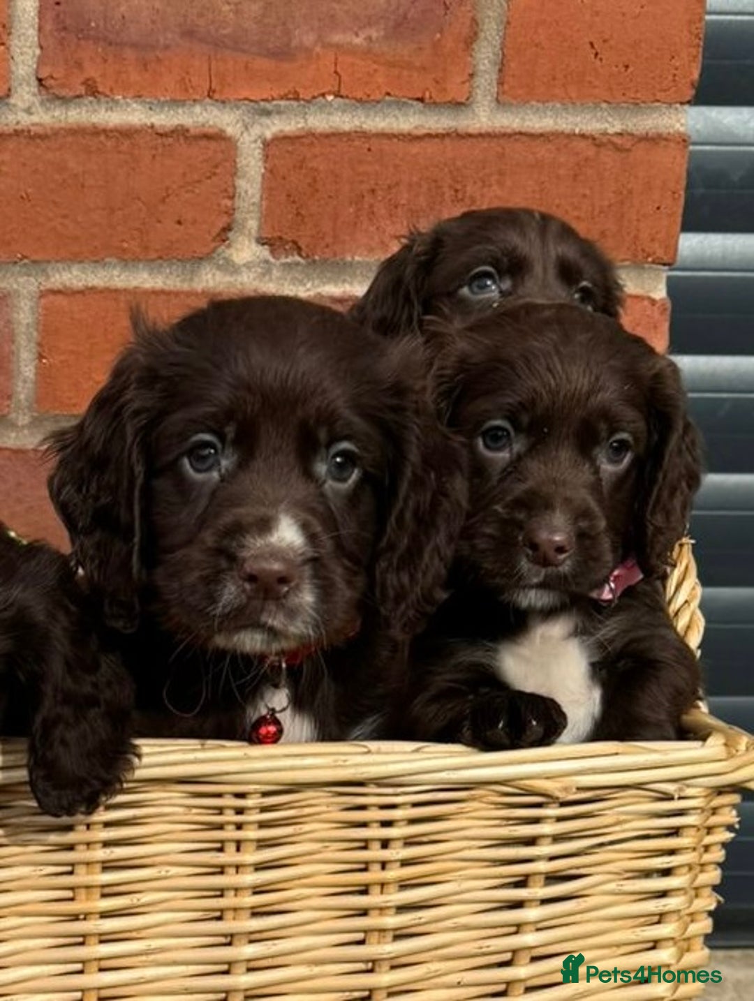 Cocker Spaniel dogs for sale: KC Reg Cocker Spaniel Puppies - Image 6