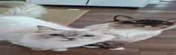 Ragdoll cats for sale: Active one year old Queen - Aga  - Advert 5