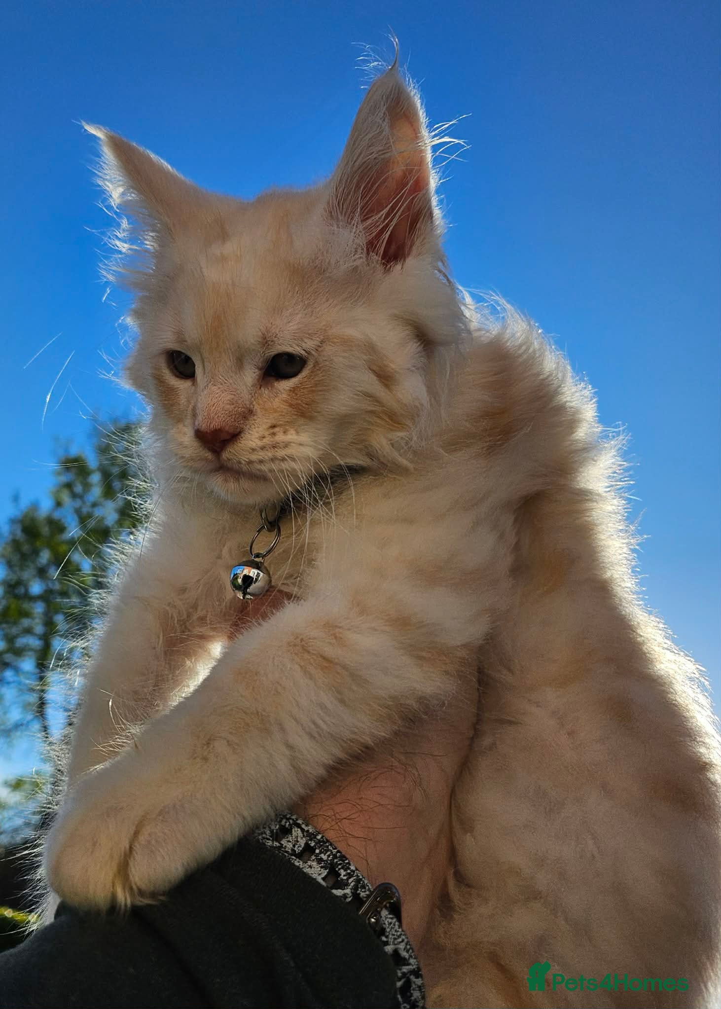 Maine Coon cats XXL Exceptional Pedigree Kittens Russian line - Advert 3