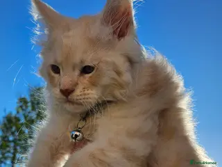 Maine Coon cats XXL Exceptional Pedigree Kittens Russian line - Advert 3