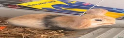 Mixed Breed rabbits for sale: Cute little boy for rehome  - Advert 2