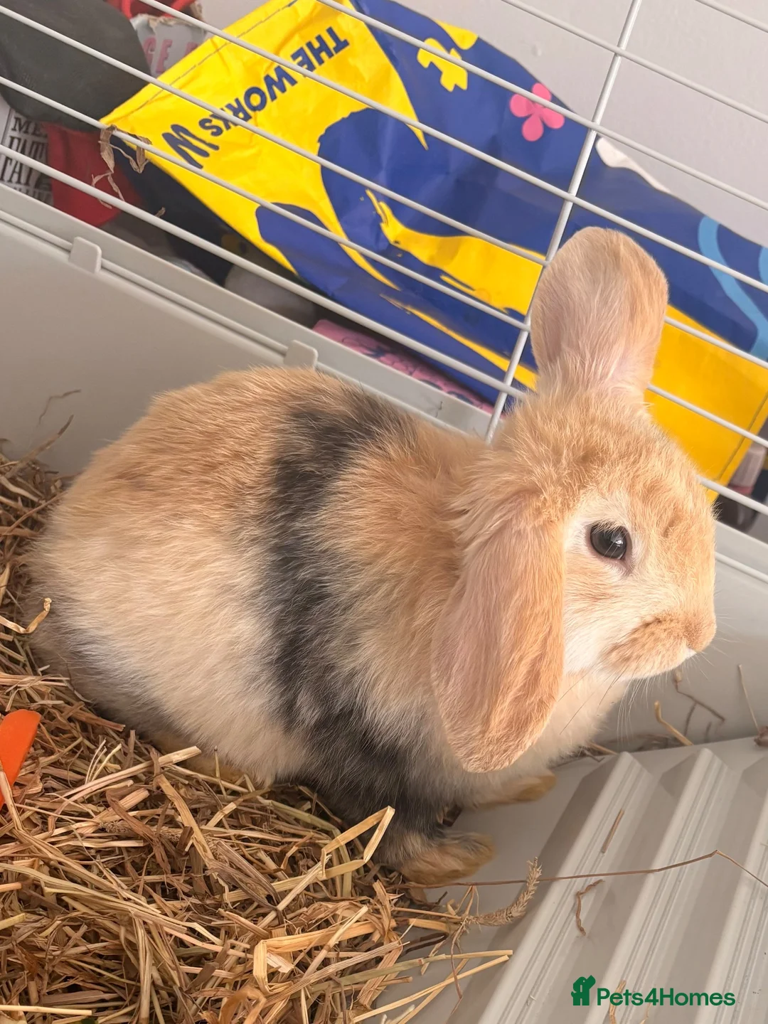 Mixed Breed rabbits for sale: Cute little boy for rehome  - Advert 2