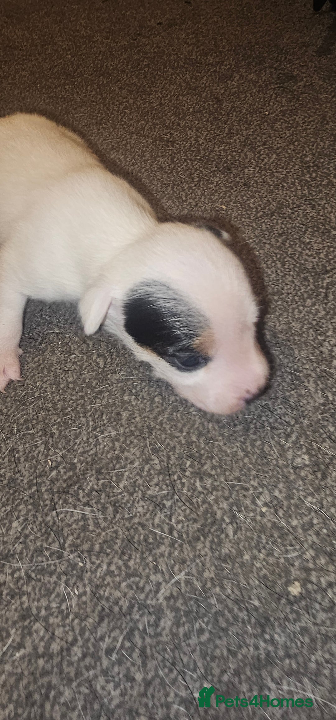 Patterjack dogs for sale: Patterjacks  - Advert 3