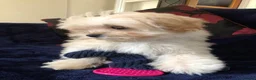 Maltipoo dogs for sale: Maltipoo puppies for sale  - Advert 6