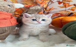 British Shorthair cats for sale: Blue Golden British Shorthair - Image 23