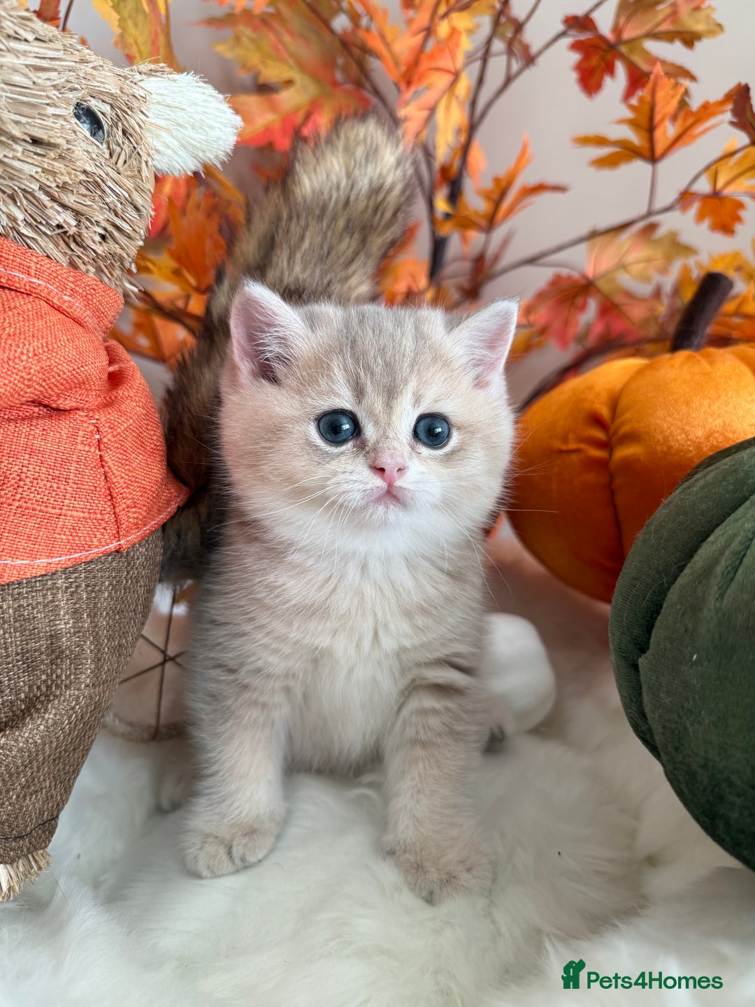 British Shorthair cats for sale: Blue Golden British Shorthair - Image 23