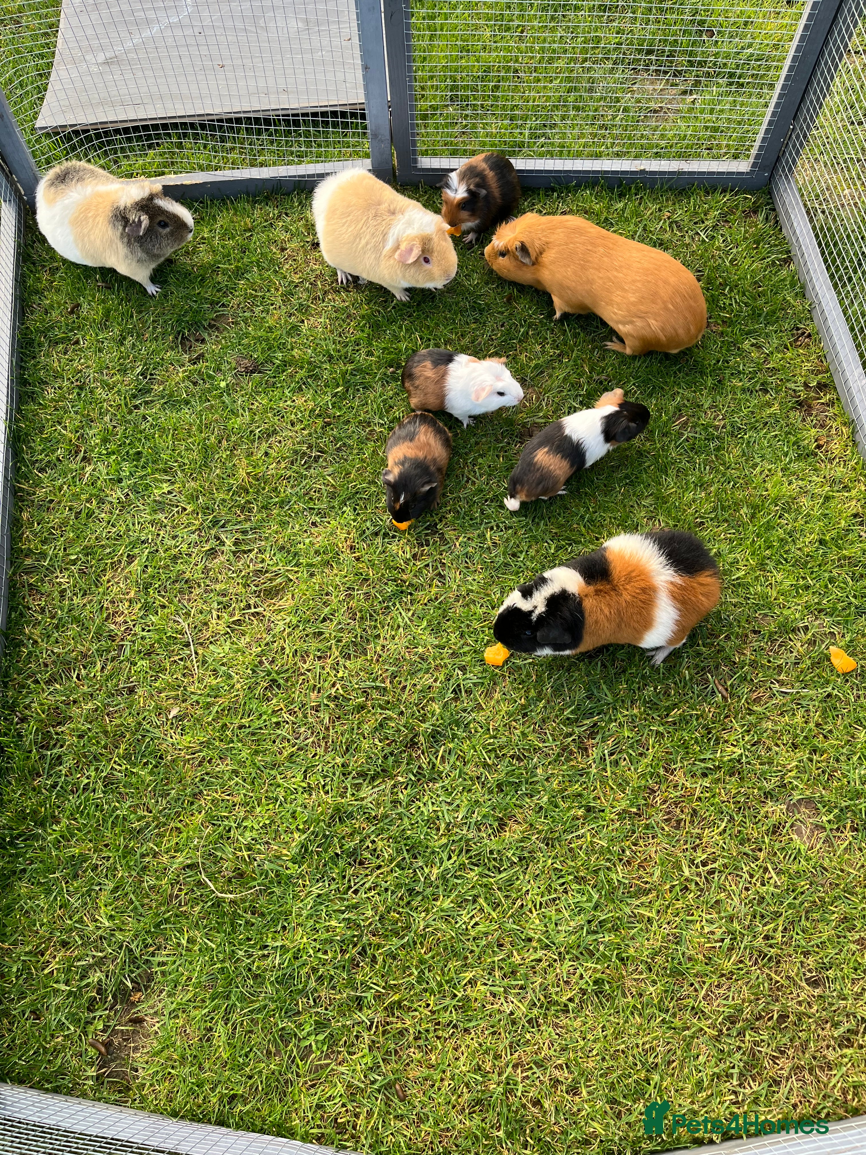 Guinea Pig rodents £10 Proven 1yr old boar. Large ginger male. - Advert 12