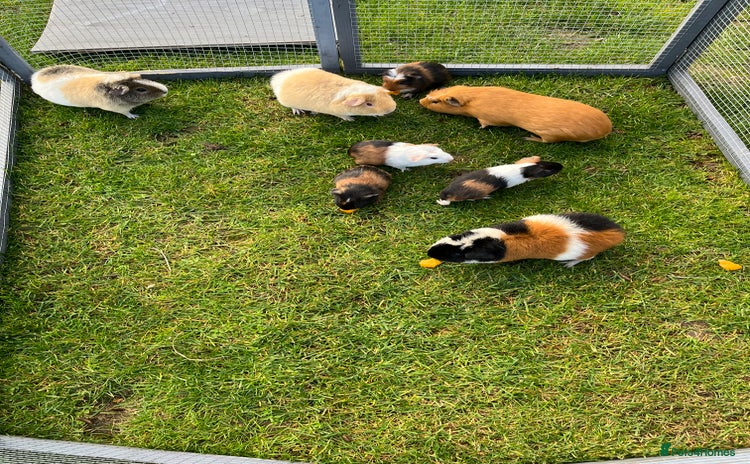 Guinea Pig rodents - Advert 1